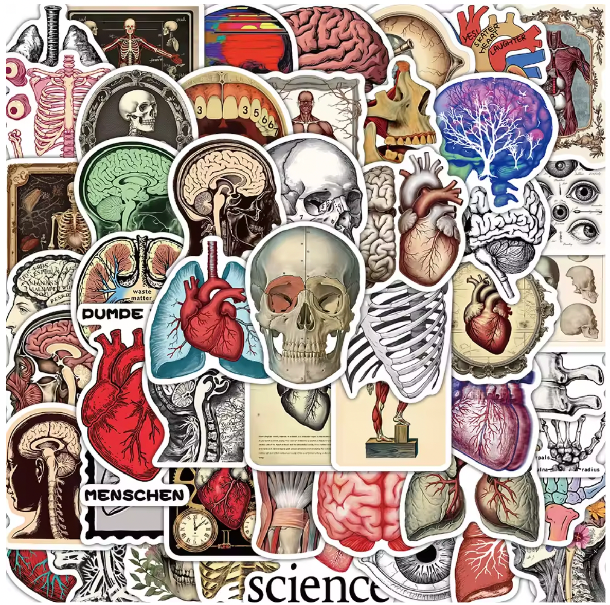 50 Stickers Vinil Cuerpo Humano