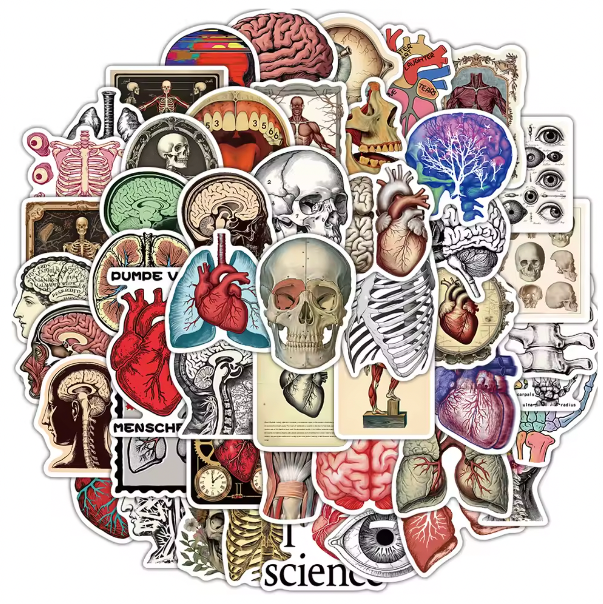 50 Stickers Vinil Cuerpo Humano