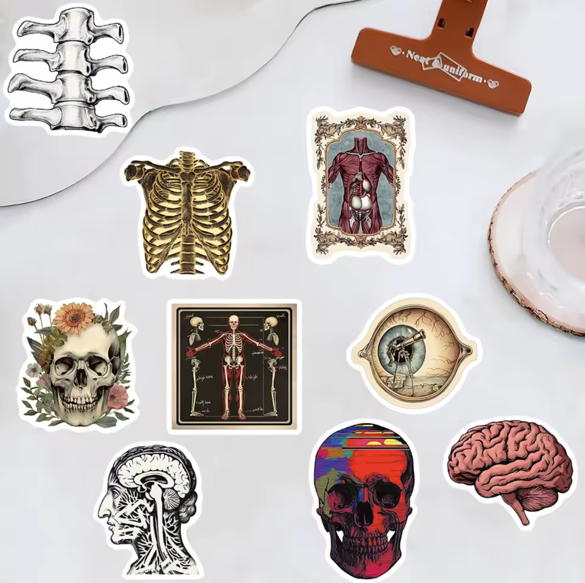 50 Stickers Vinil Cuerpo Humano