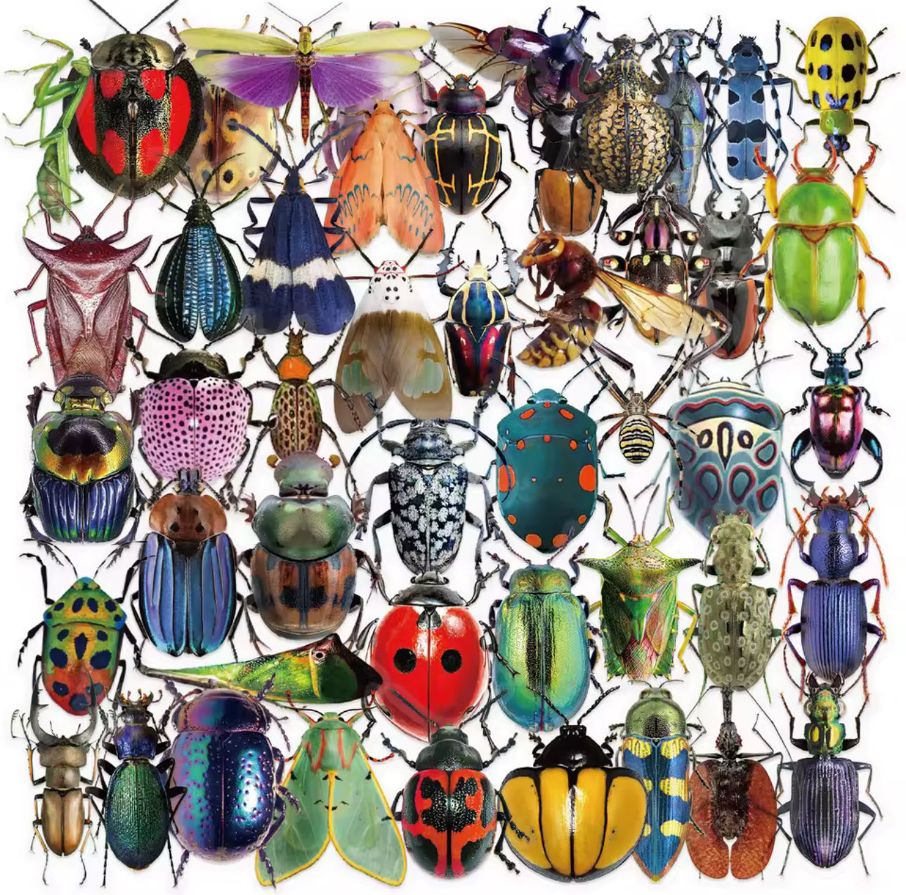 50 Stickers Transparentes Insectos