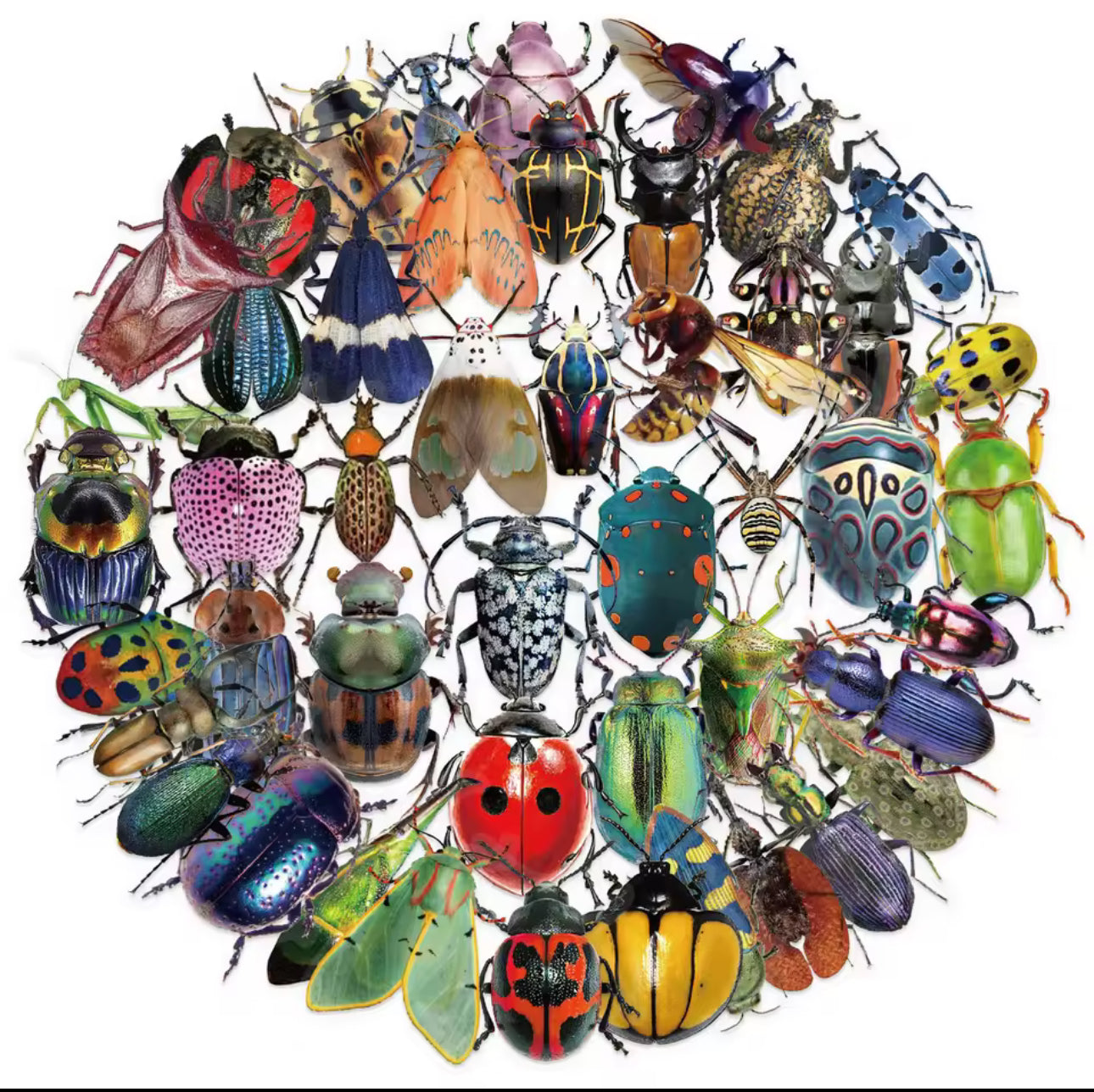 50 Stickers Transparentes Insectos