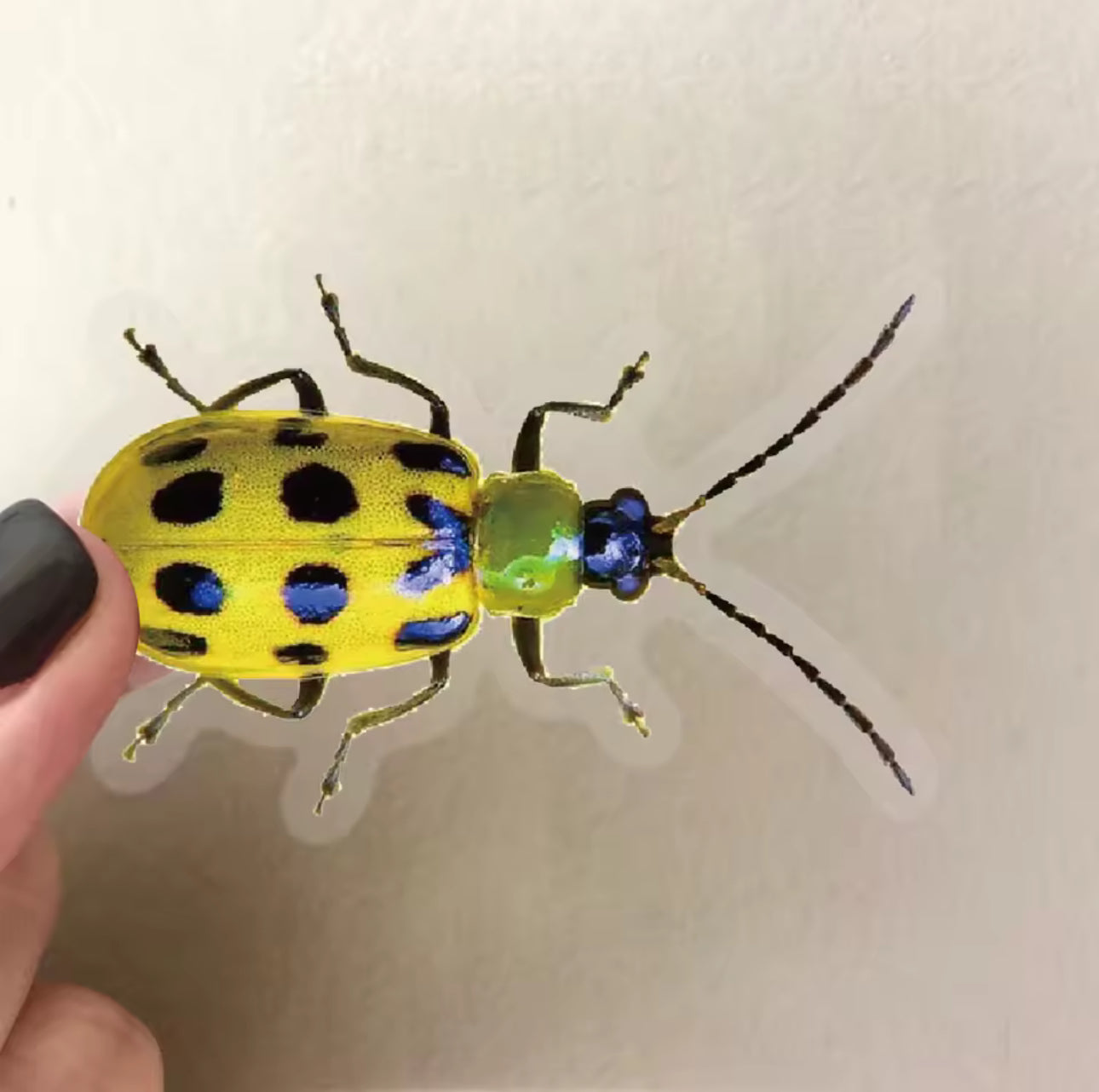 50 Stickers Transparentes Insectos
