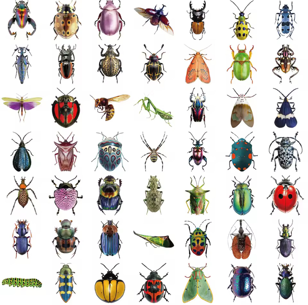50 Stickers Transparentes Insectos