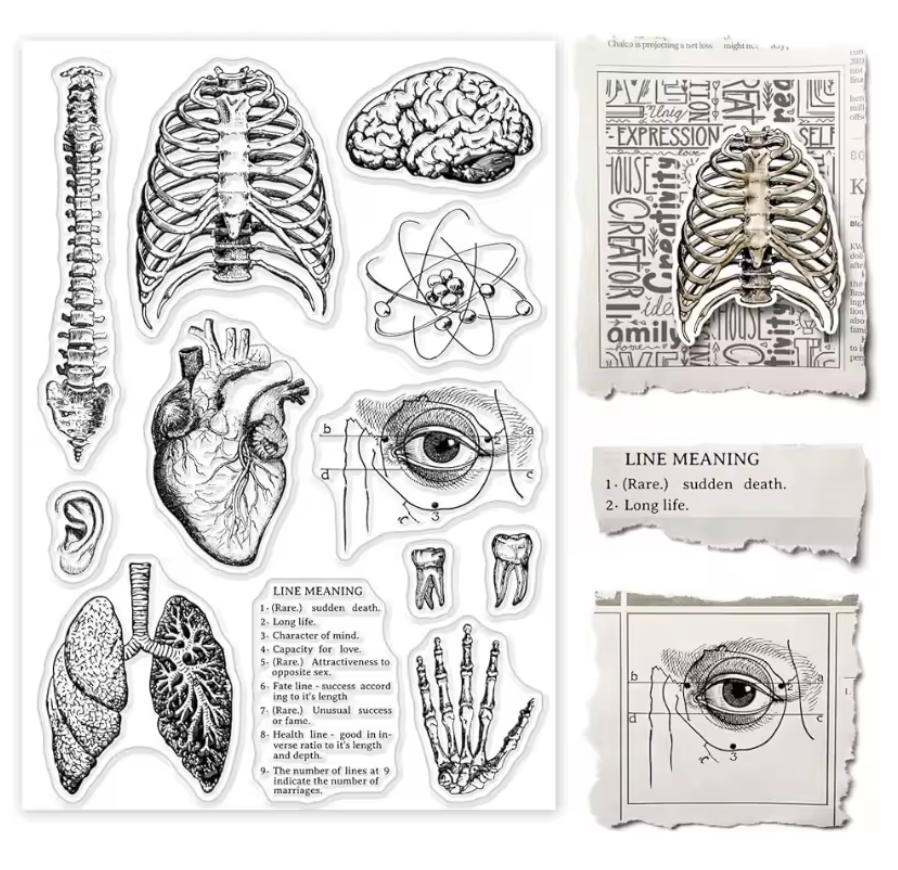 Sellos de Silicon Anatomia