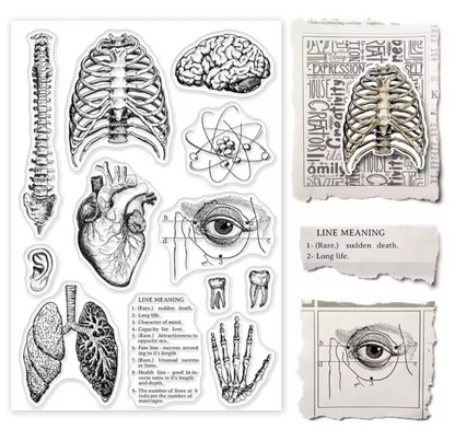 Sellos de Silicon Anatomia