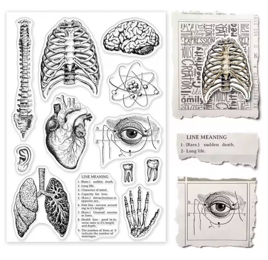 Sellos de Silicon Anatomia