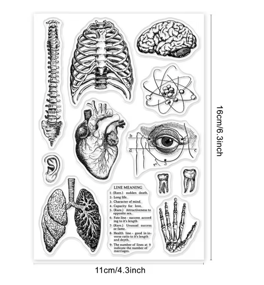 Sellos de Silicon Anatomia