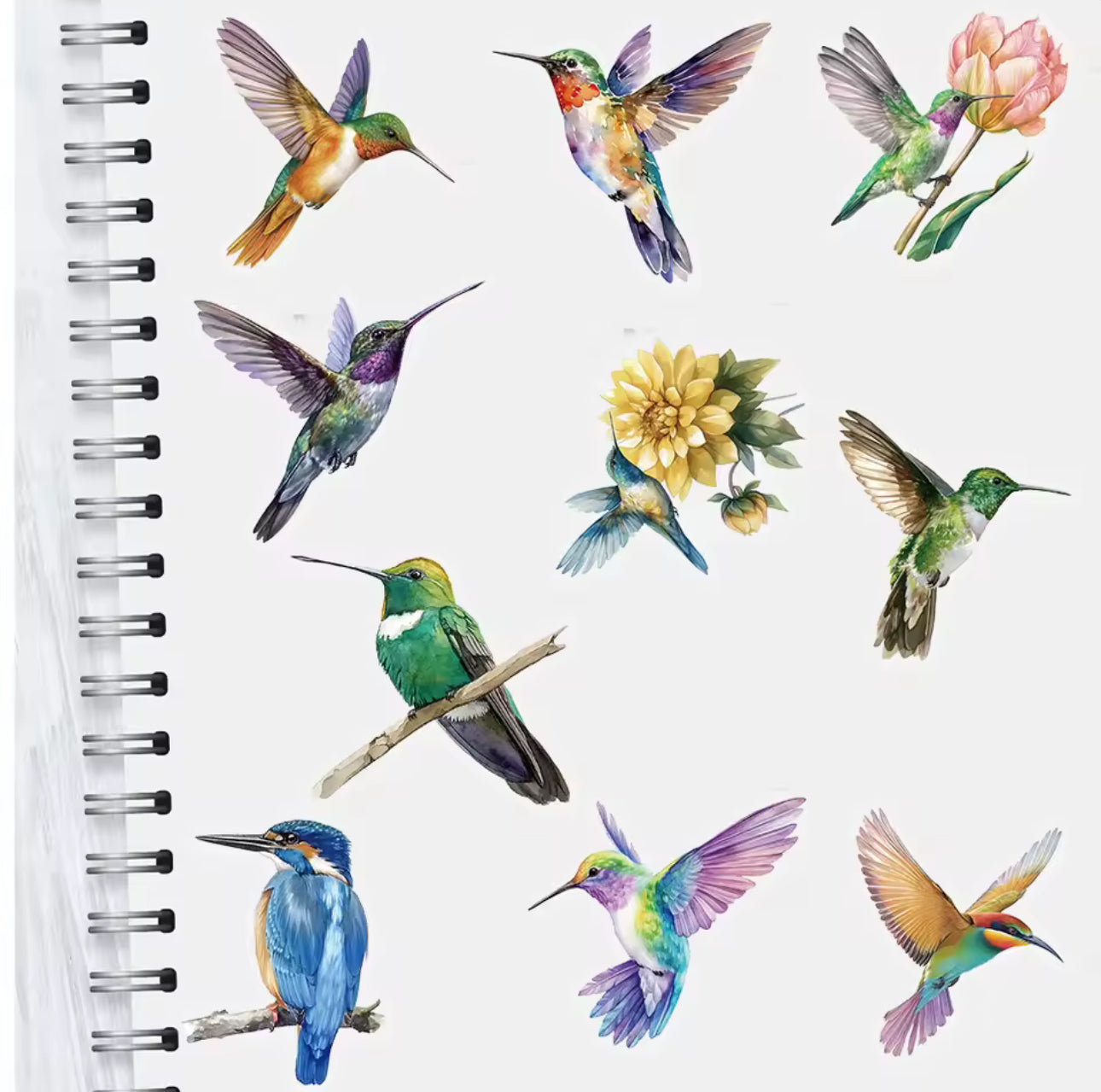 50 Stickers Transparentes Colibris & Parajos