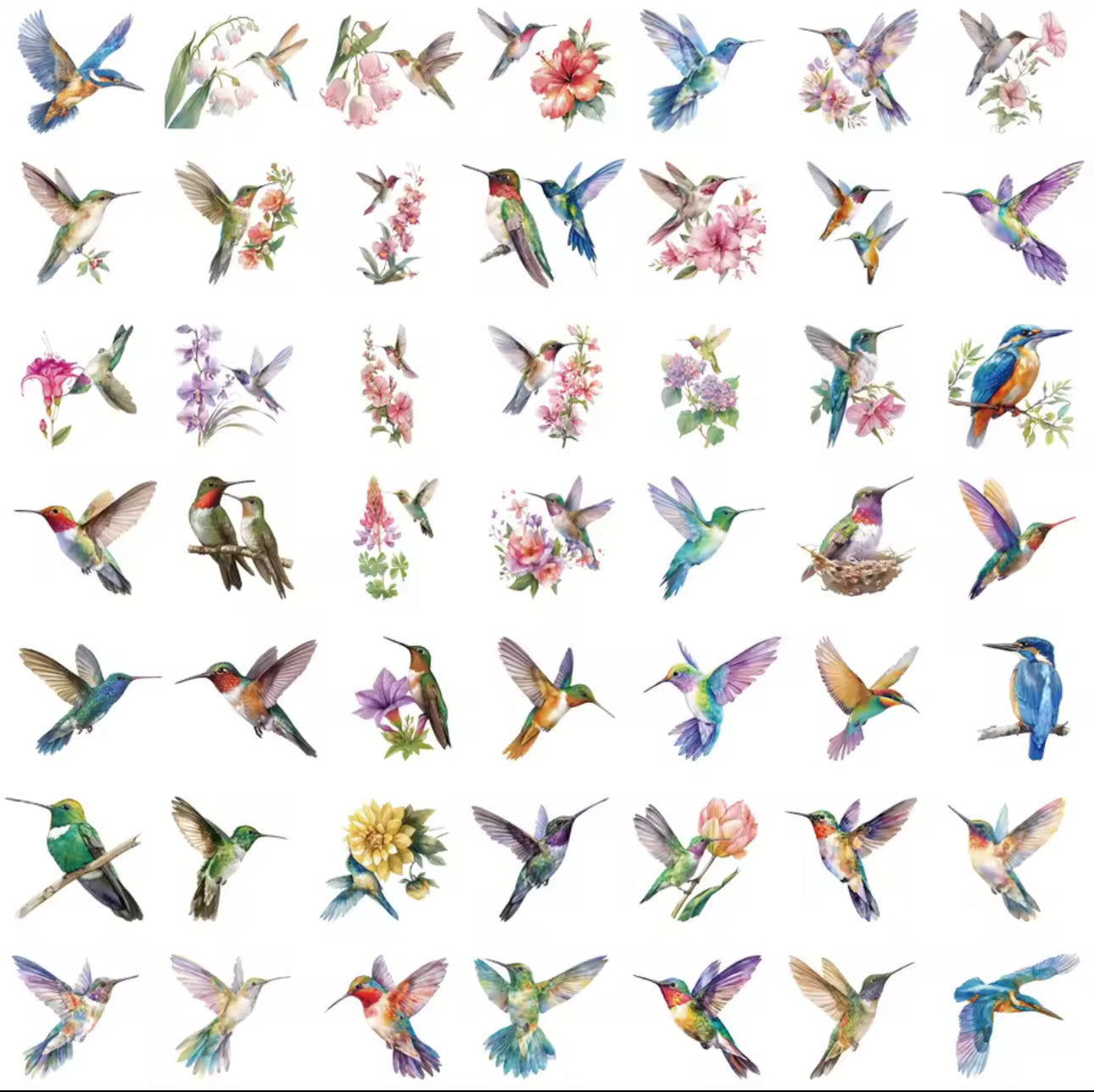50 Stickers Transparentes Colibris & Parajos